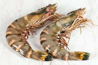 Madagascar Prawns and Shrimps